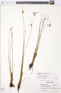 Sisyrinchium albidum image