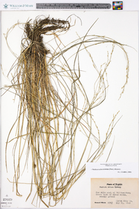 Festuca subverticillata image