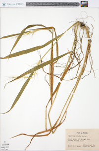 Elymus hystrix image