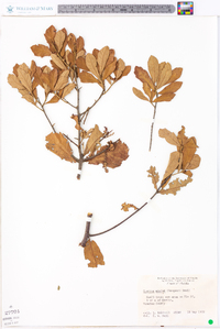 Quercus minima image