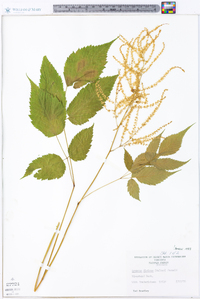 Aruncus dioicus image