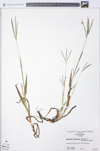 Digitaria ischaemum image