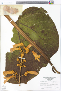 Paulownia tomentosa image