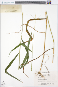 Elymus hystrix image