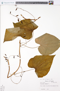 Dioscorea villosa var. villosa image