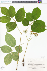 Aralia nudicaulis image