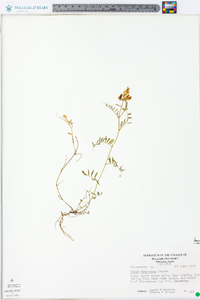 Vicia villosa subsp. varia image