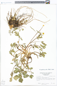 Ranunculus septentrionalis image