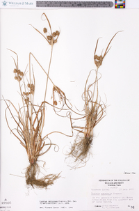 Cyperus retrorsus image