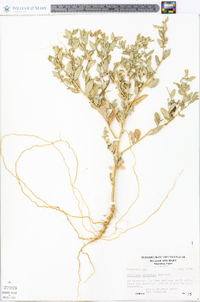 Atriplex arenaria image