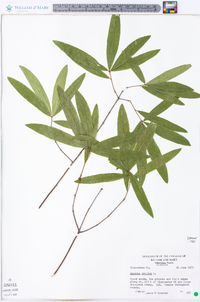 Quercus phellos image