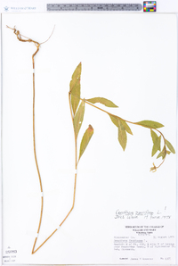 Oenothera parviflora image