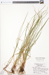 Carex woodii image