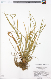 Carex flaccosperma image