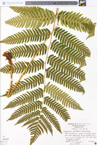 Dryopteris goldieana image