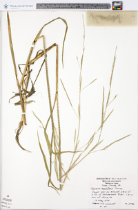 Glyceria acutiflora image