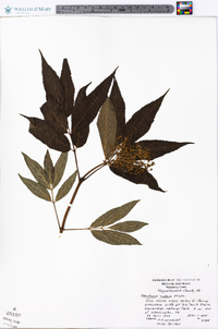 Sambucus racemosa subsp. racemosa image