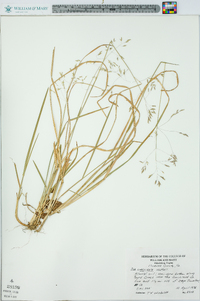 Poa cuspidata image