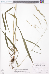 Bromus pubescens image