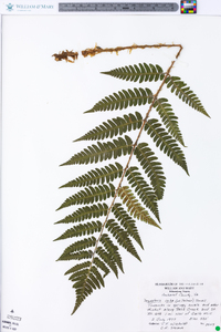 Dryopteris celsa image