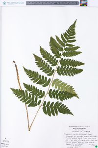 Dryopteris celsa image