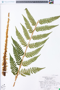 Dryopteris celsa image