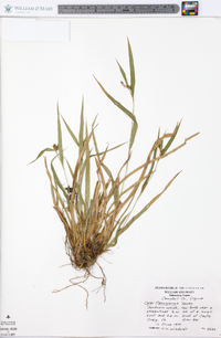 Carex flaccosperma image