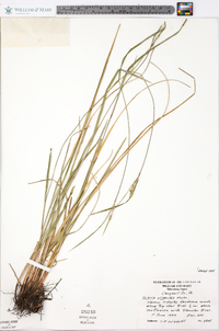 Scleria oligantha image