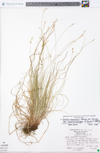 Carex albicans var. albicans image