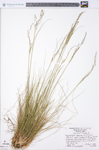 Deschampsia flexuosa image