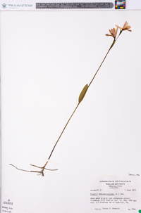 Pogonia ophioglossoides image