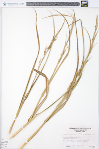 Panicum amarum image