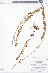 Vaccinium crassifolium image