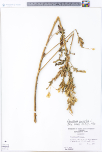 Oenothera parviflora image