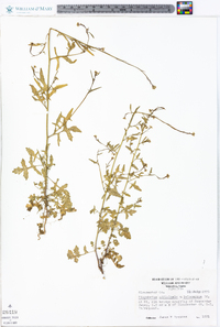 Sisymbrium officinale image