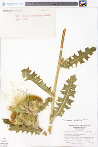 Cirsium horridulum image