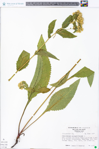 Parthenium integrifolium image