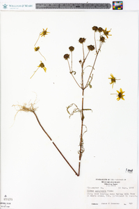 Bidens polylepis image