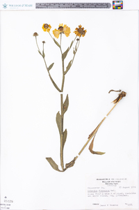 Helenium flexuosum image