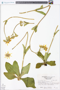 Arnica acaulis image