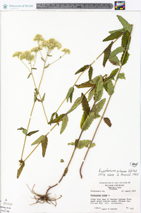 Eupatorium pilosum image