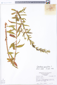 Oenothera parviflora image