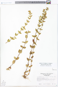 Sophronanthe pilosa image