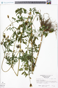 Bidens bipinnata image