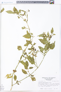 Solanum americanum image