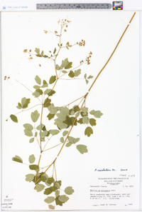 Thalictrum amphibolum image