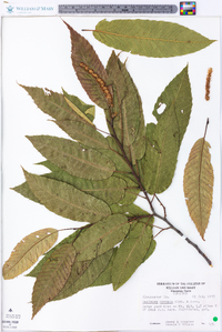 Castanea crenata image