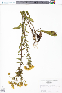 Heterotheca mariana image