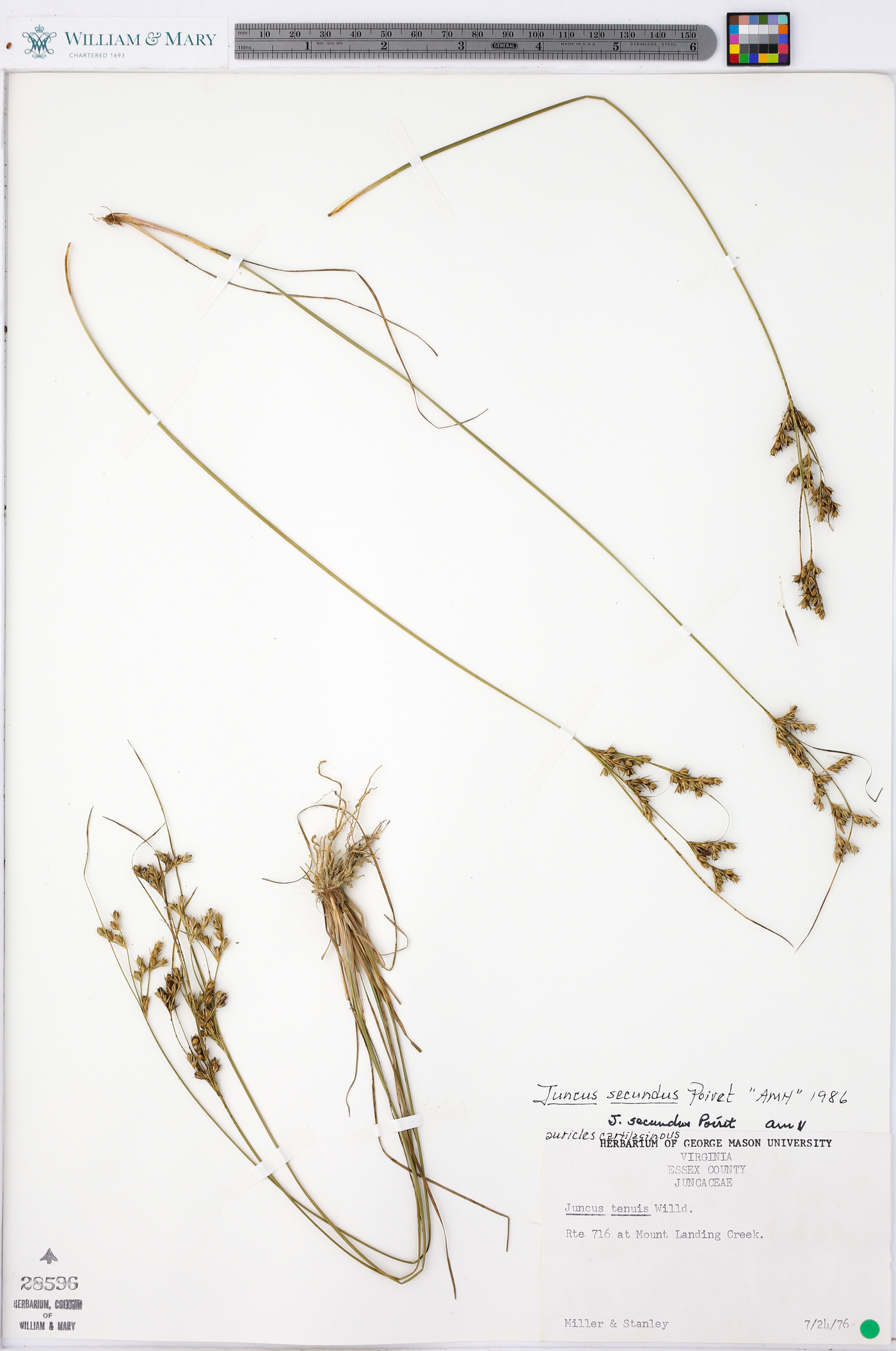 Juncus secundus image