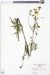 Bidens aristosa image